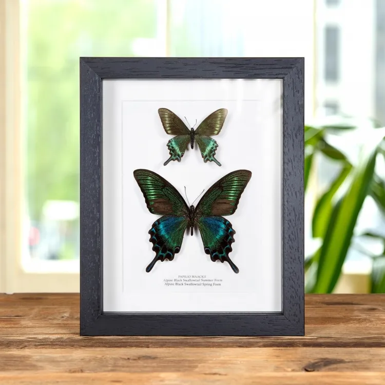 Alpine Black Swallowtail Spring & Summer Form Butterfly Pair (Papilio maackii)
