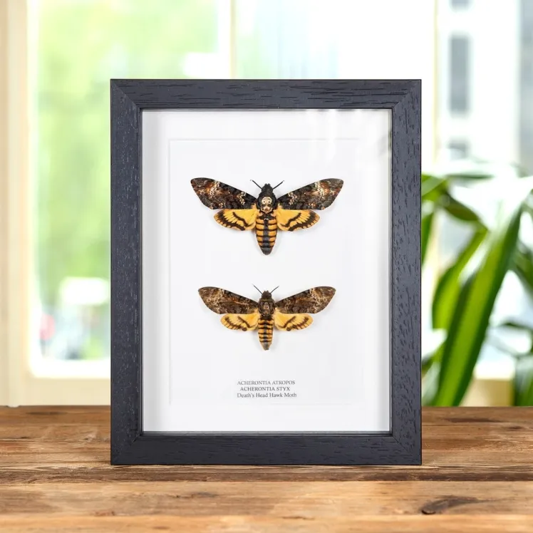 Atropos vs. Styx Death's Head Hawk Moths Frame