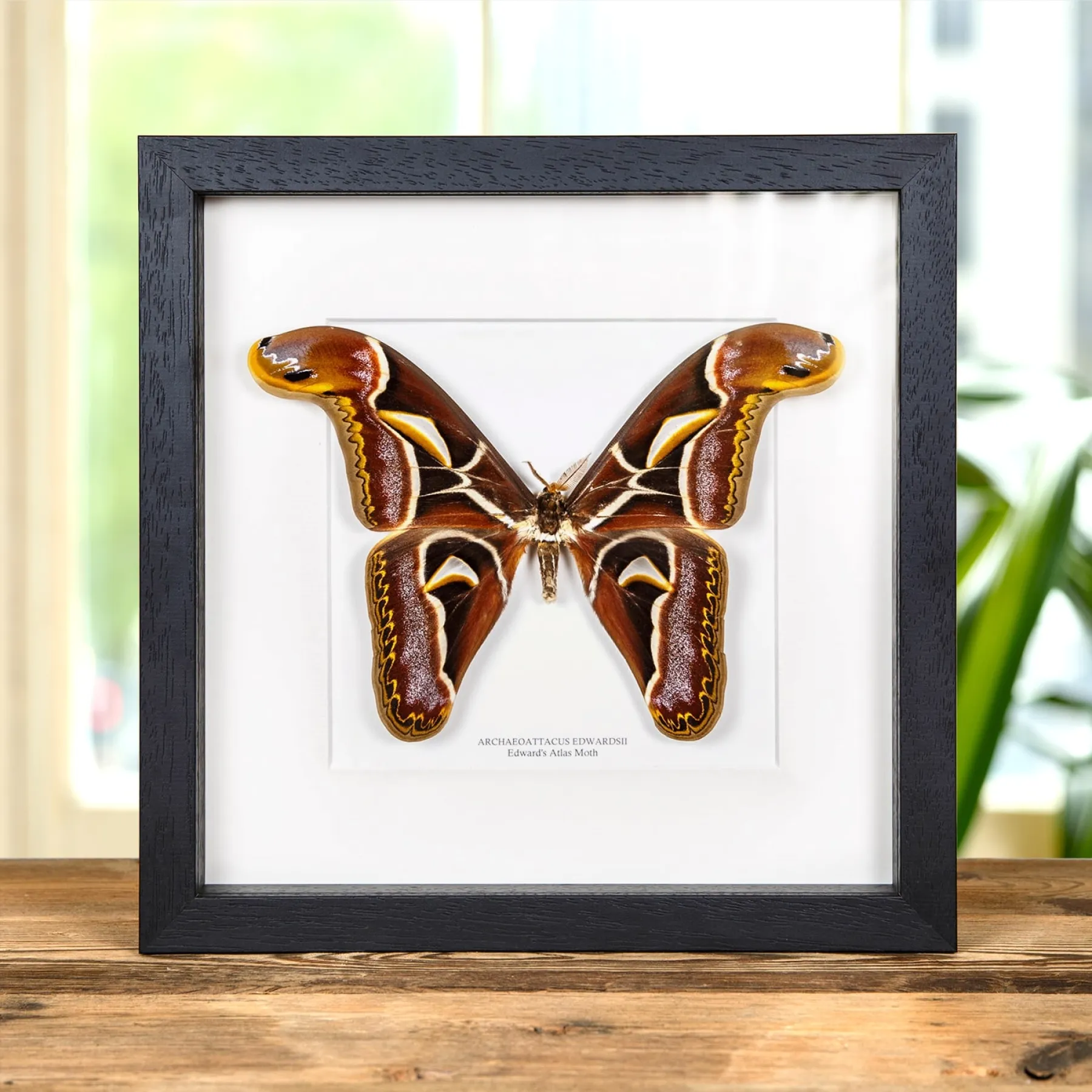 Edward's Atlas Moth In Box Frame (Archaeoattacus edwardsii) Minibeast Edward's Atlas Moth In Box Frame (Archaeoattacus edwardsii)