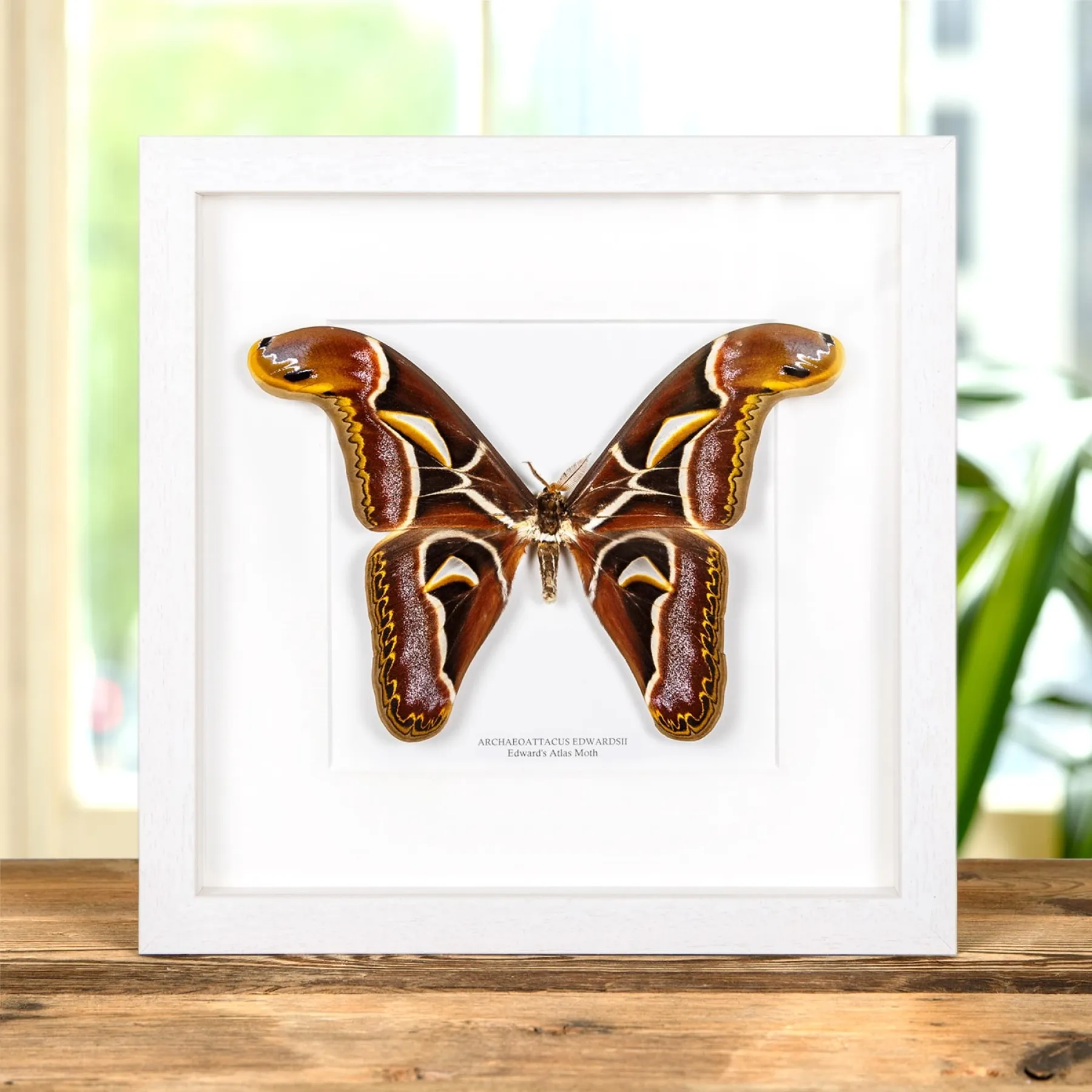 Edward's Atlas Moth In Box Frame (Archaeoattacus edwardsii) Minibeast Edward's Atlas Moth In Box Frame (Archaeoattacus edwardsii)