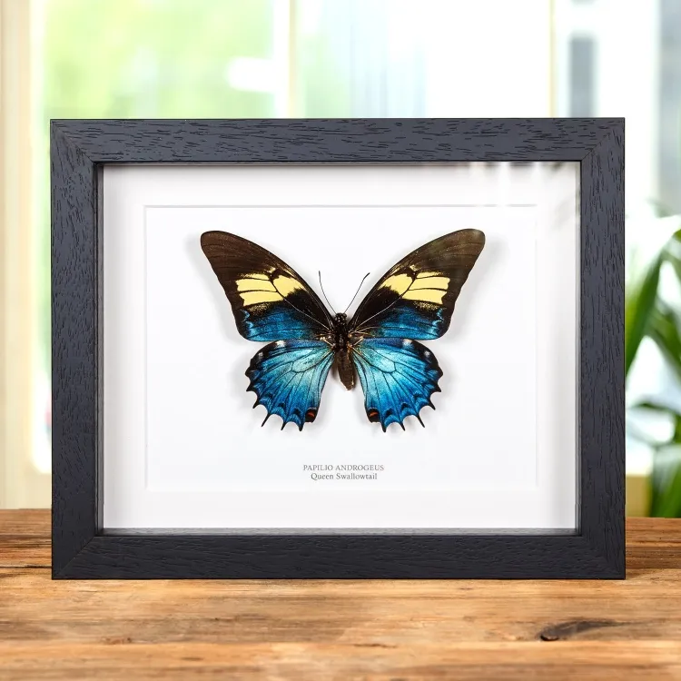Weiblicher Königin-Schwalbenschwanz im Vitrinenrahmen (Papilio androgeus)