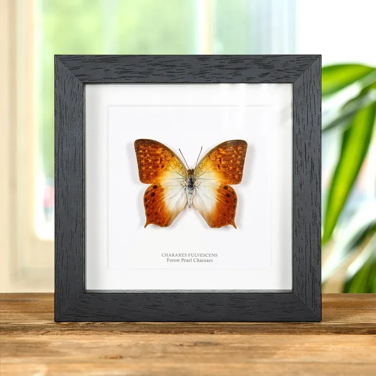 Waldperle Charaxes Schmetterling im Rahmen (Charaxes fulvescens)