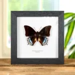 Minibeast Charaxes eurialus Butterfly In Box Frame From indonesia