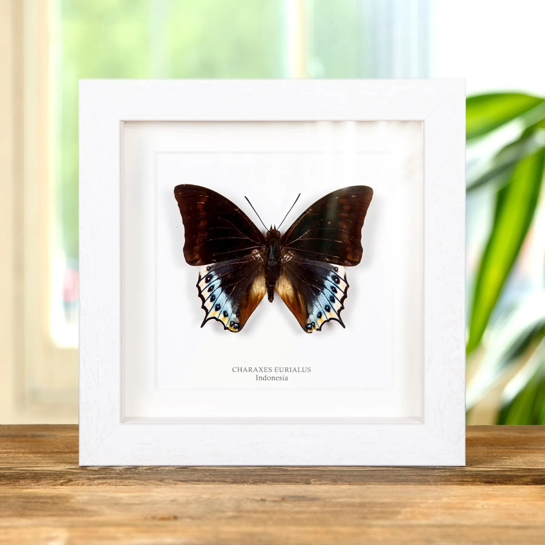Charaxes eurialus Butterfly In Box Frame From indonesia