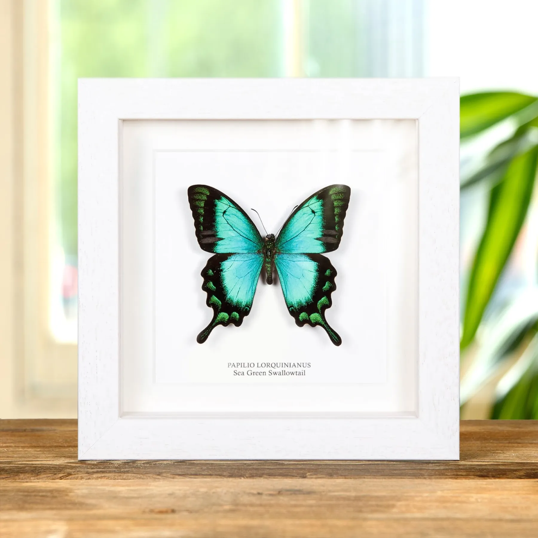 Sea Green Swallowtail Butterfly In Box Frame (Papilio lorquinianus)