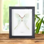 Minibeast Female Spirit Moth In Box Frame (Actias rhodopneuma)