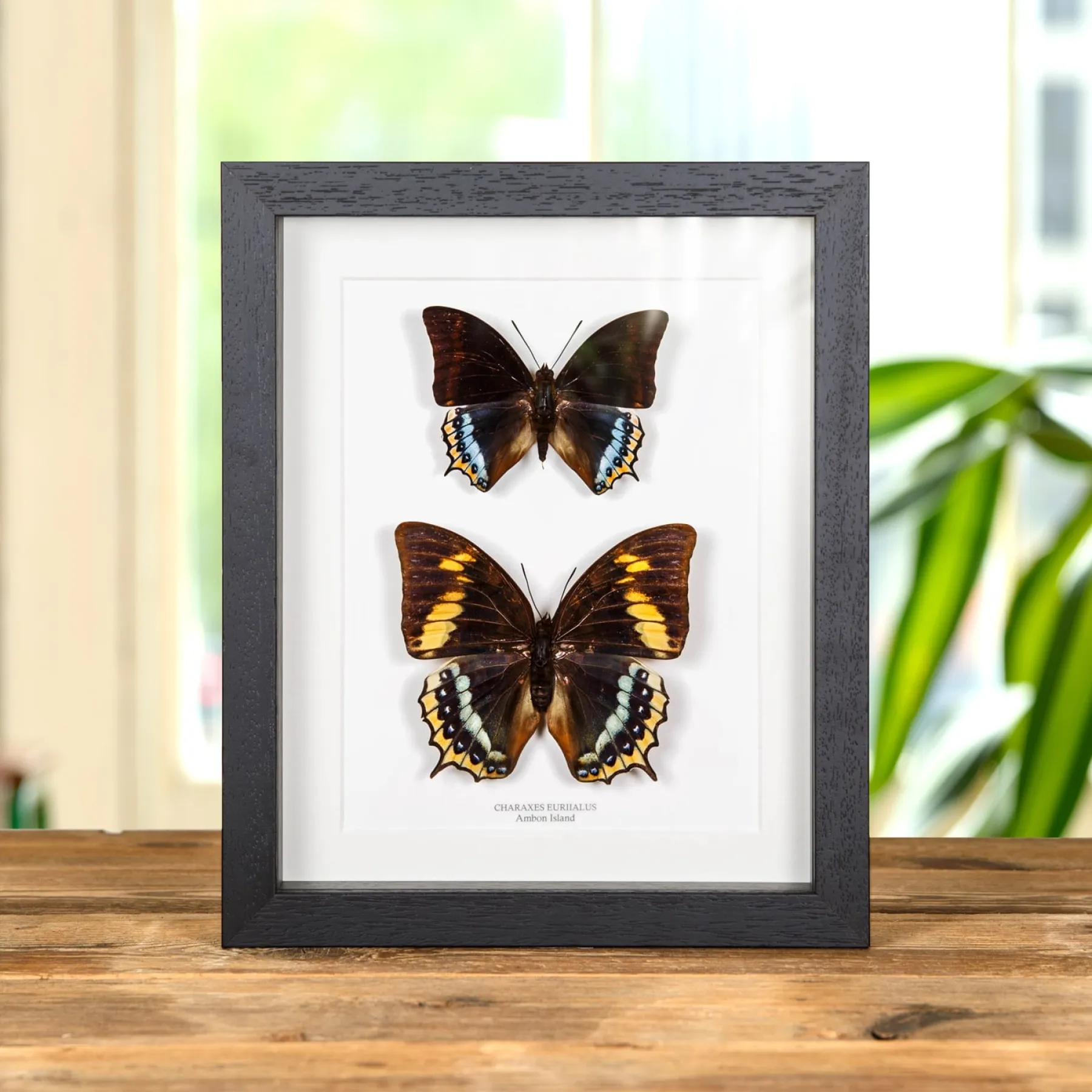 Minibeast Charaxes eurialus Papillon Mâle et Femelle Paire dans un Cadre de L'Île Ambon