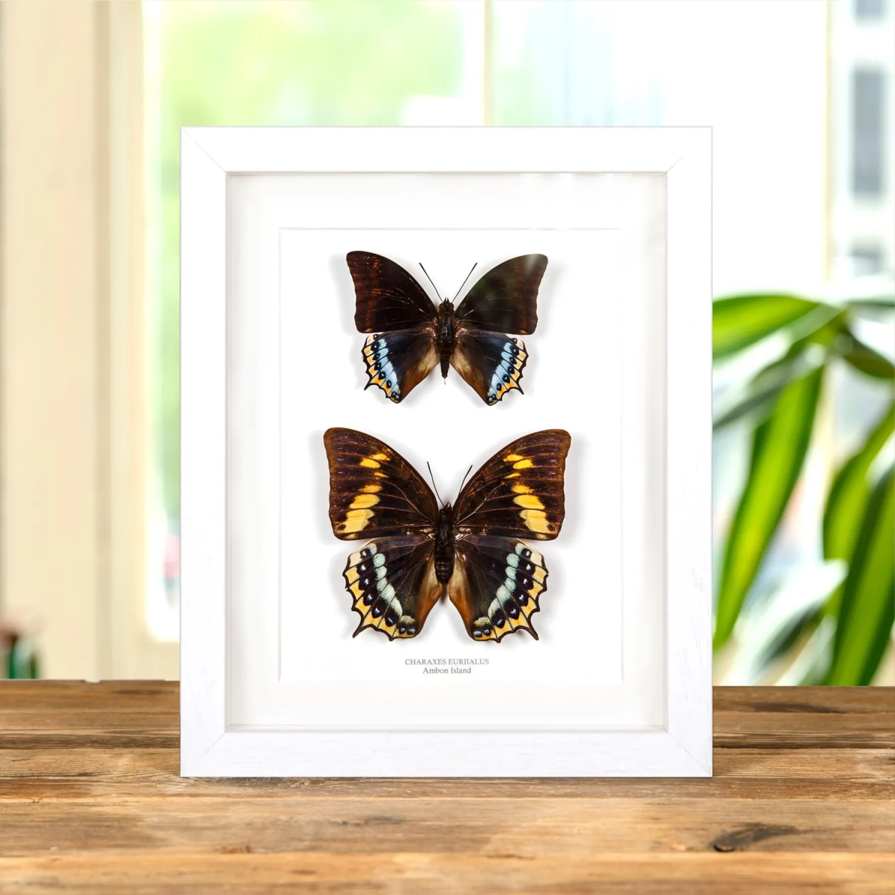 Minibeast Charaxes eurialus Papillon Mâle et Femelle Paire dans un Cadre de L'Île Ambon