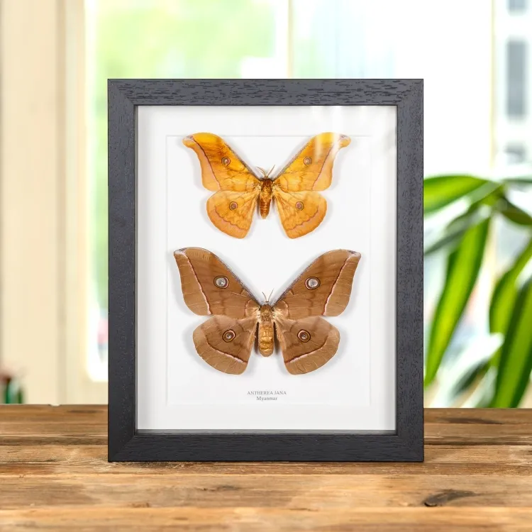 Antherea jana Moth Male &amp; Female Pair in Box Frame From Myanmar