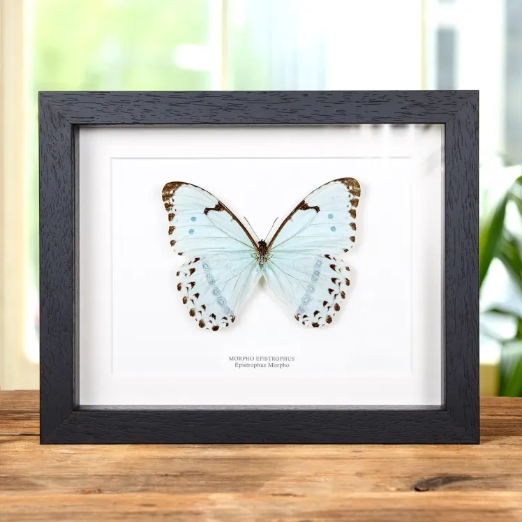 Epistrophus Morpho In Box Frame (Morpho epistrophus)