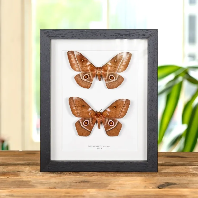 <strong>Imbrasia ertli In Box Frame from Malawi</strong><br>Price: $107.99<br>Frame size: 8 x 10 Imbrasia ertli In Box Frame from Malawi