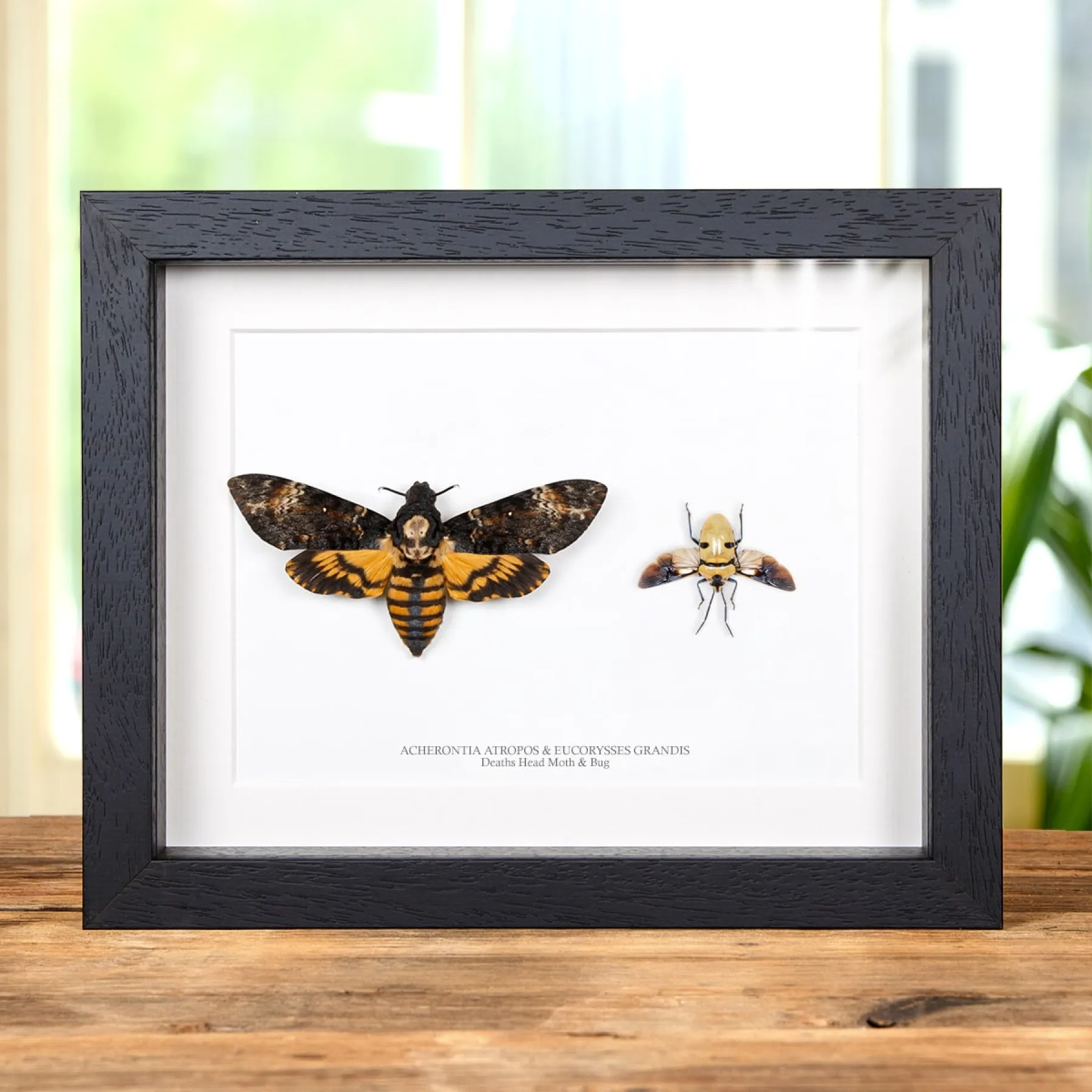 Minibeast Sphinx tête-de-mort et paire de punaises dans un cadre (Acherontia atropos et Eucorysses grandis)