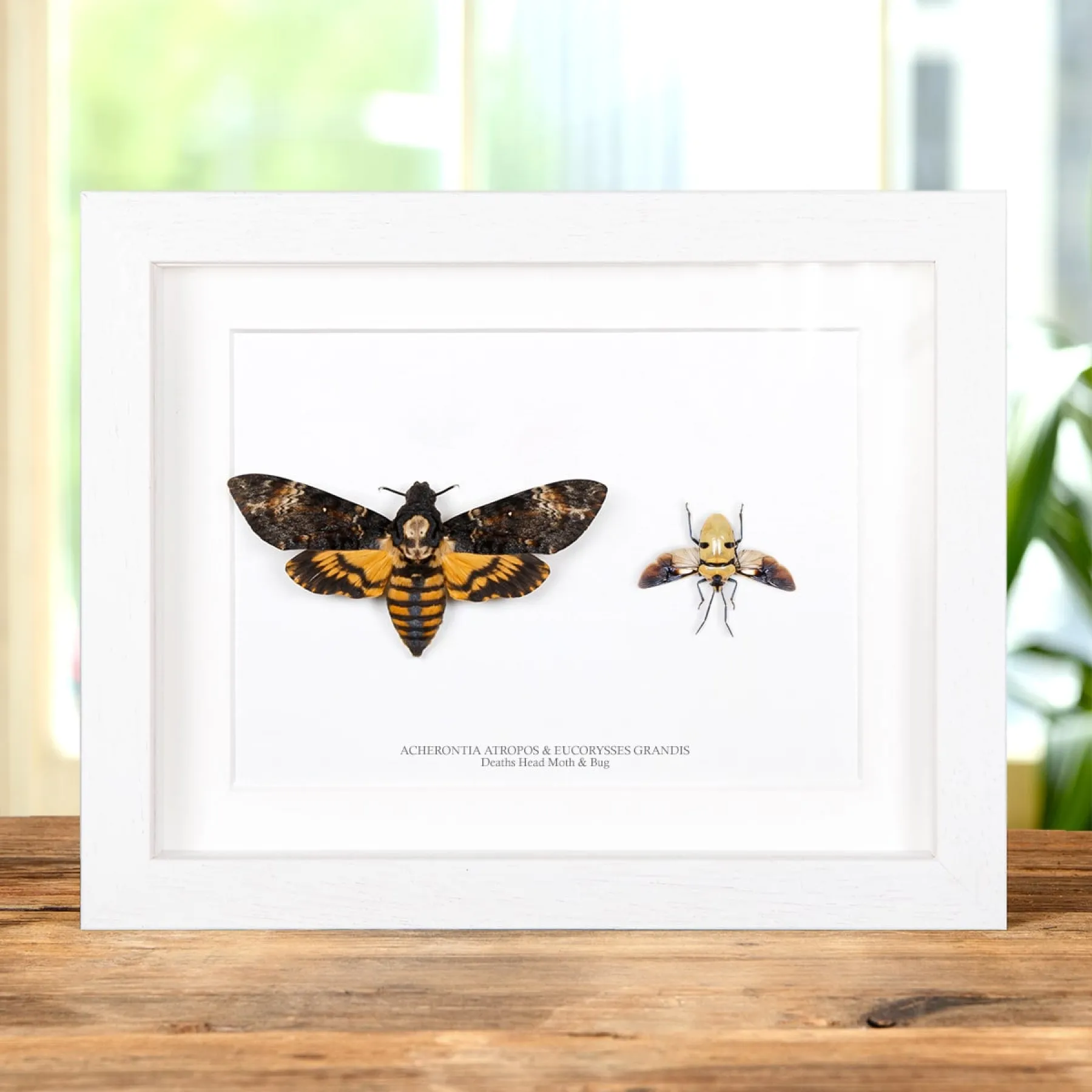 Minibeast Sphinx tête-de-mort et paire de punaises dans un cadre (Acherontia atropos et Eucorysses grandis)