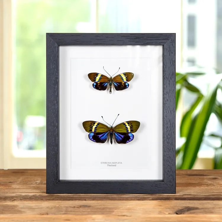 Eterusia repleta Moth Male & Female Pair In Box Frame From Thailand