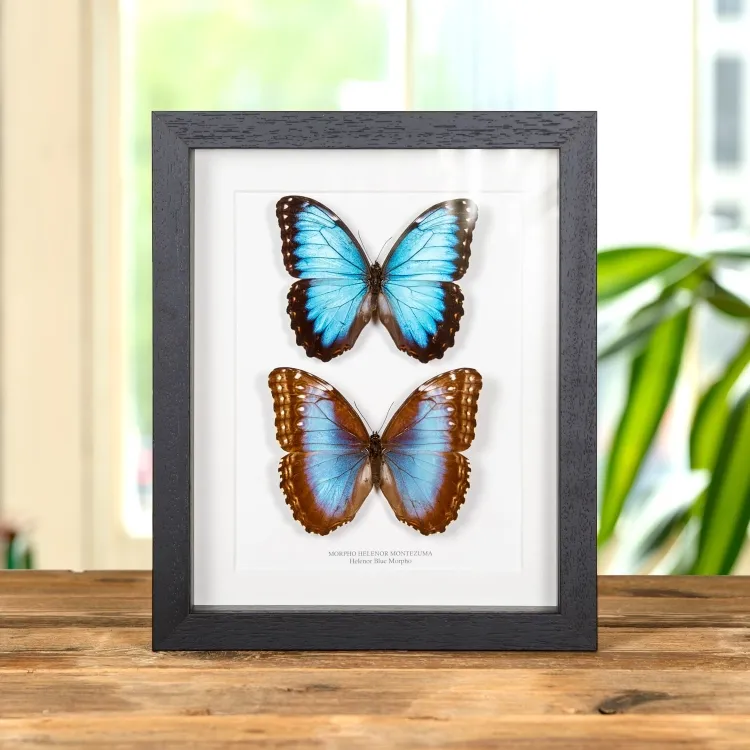Μπλε πεταλούδα μορφό Helenor σε κορνίζα (Morpho helenor montezuma)