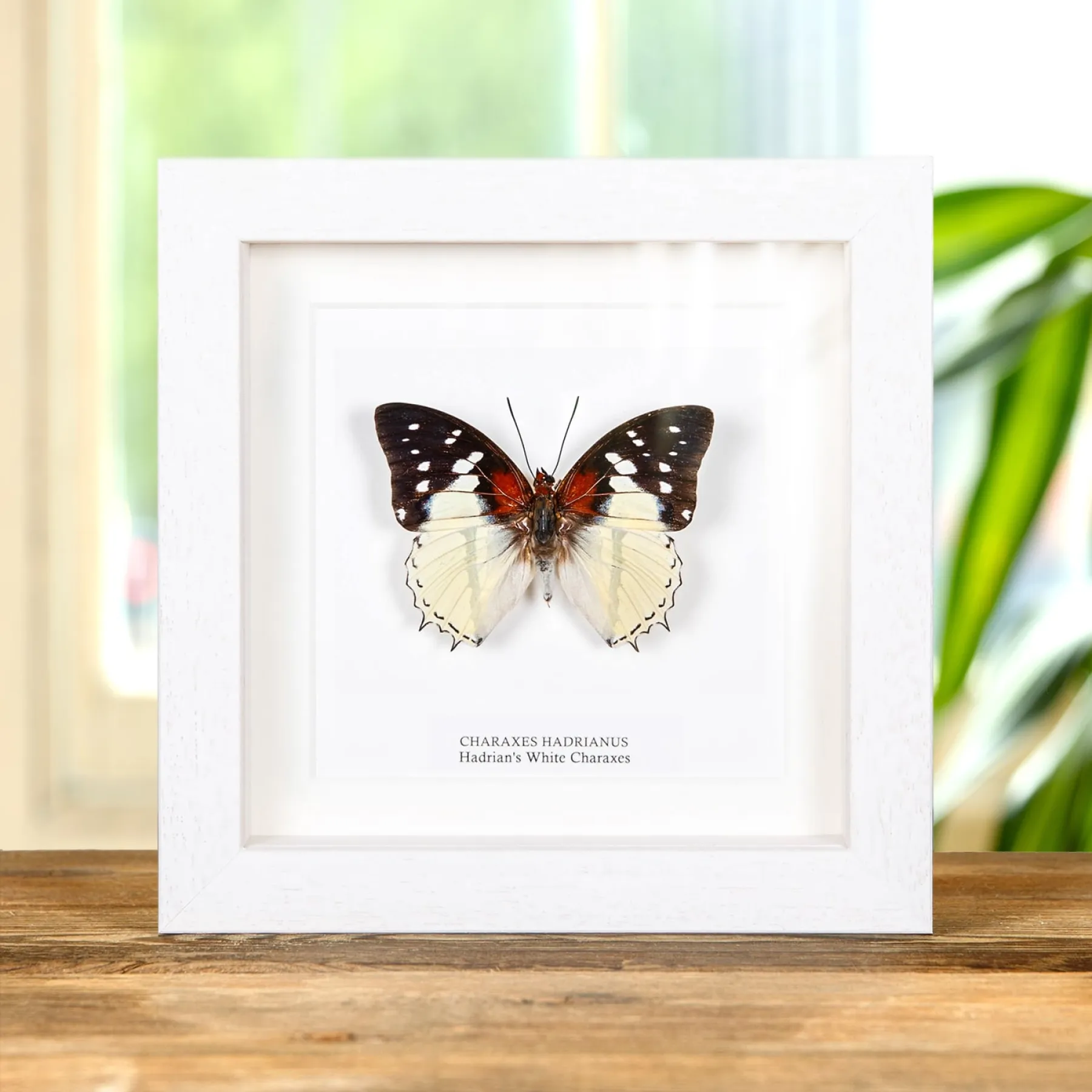 Minibeast Hadrian's White Charaxes Butterfly In Box Frame (Charaxes hadrianus)
