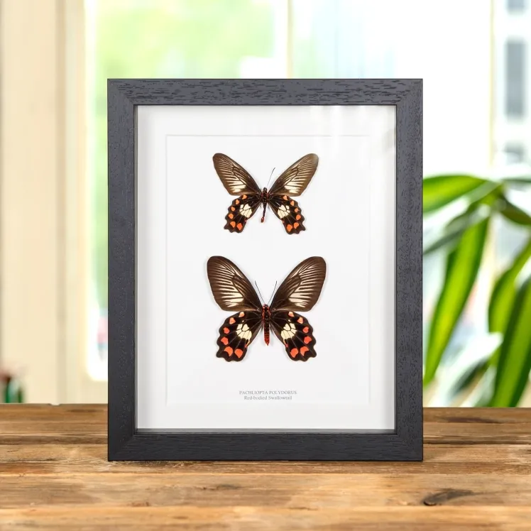 Red-bodied Swallowtail Butterfly Male & Female In Box Frame (Pachliopta polydorus)