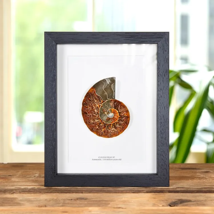 Grande Ammonite Tagliata E Lucidata Fossile In Cornice (Cleoniceras sp)