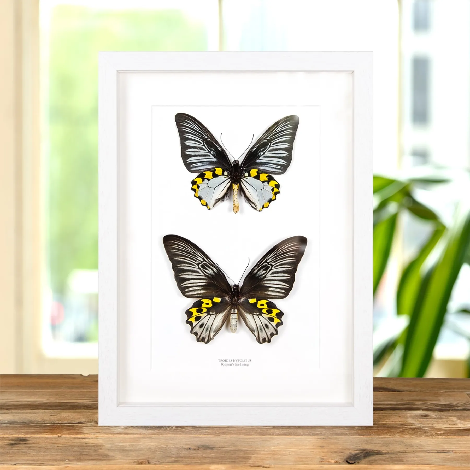 Minibeast Vintage Entomology Giclee Print (Beetle Group Plate From 1907)