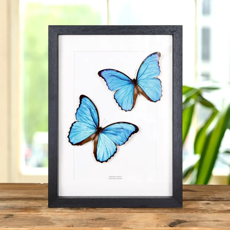 Blue Morpho Butterfly Pair In Box Frame (Morpho didius)