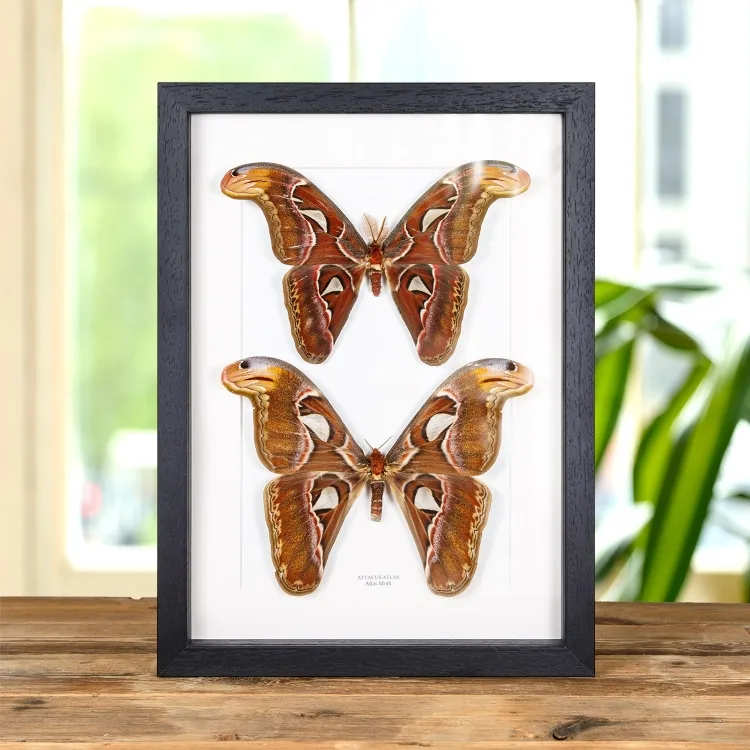 Atlas Moth Male & Female Pair In Box Frame (Attacus atlas)
