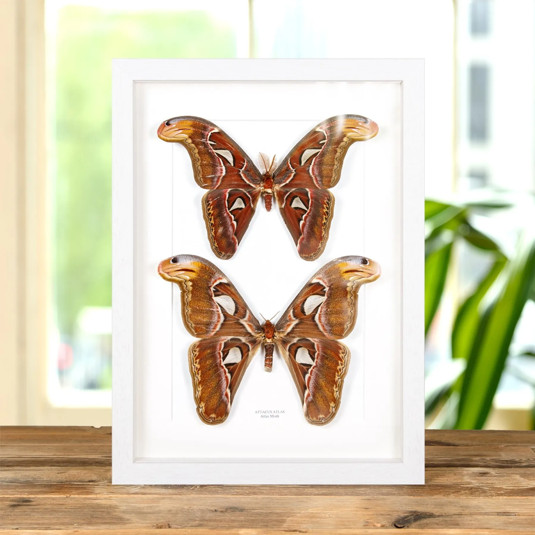Atlas Moth Male & Female Pair In Box Frame (Attacus atlas) Minibeast Atlas Moth Male & Female Pair In Box Frame (Attacus atlas)