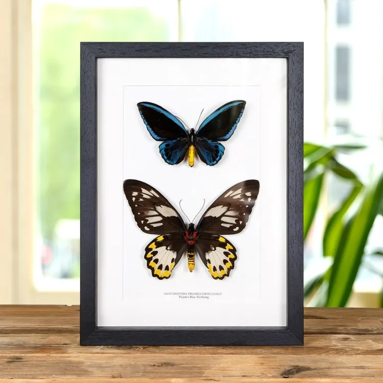 Farfalla Priamo Blue Birdwing Maschio e Femmina coppia in Cornice (Ornithoptera priamus urvillianus)