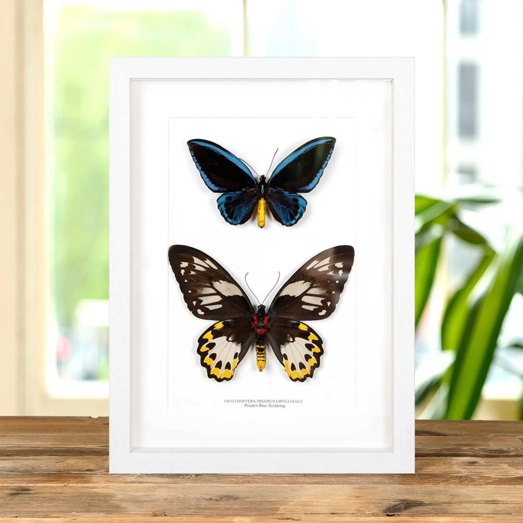 Minibeast Papillon Blue papillon oiseau de Priam Mâle et Femelle couple dans un Cadre (Ornithoptera priamus urvillianus)
