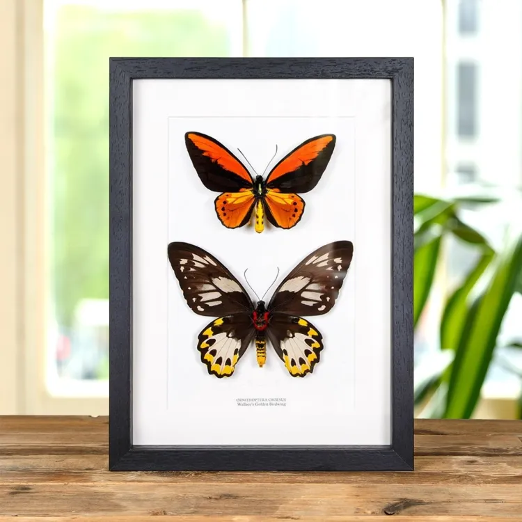 Wallace'S Goldene Vogelwing Schmetterling Männlich &amp; Weiblich Paar im Rahmen (Ornithoptera croesus)