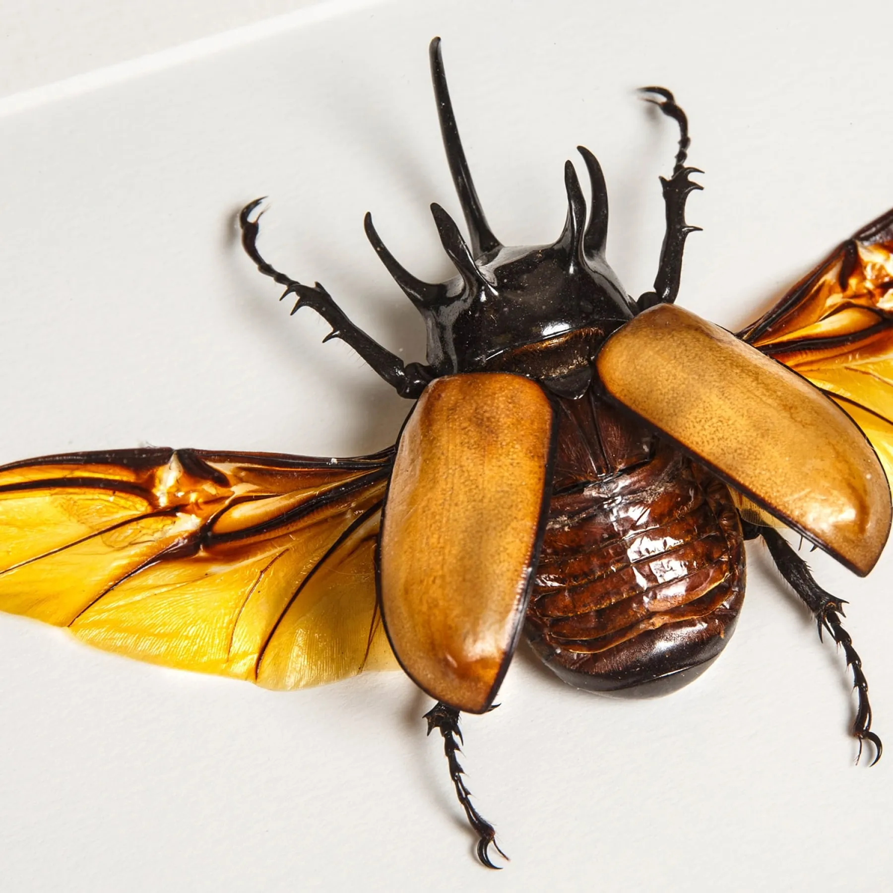 Minibeast Rhinoceros Beetle with Wings Spread In Box Frame (Eupatorus gracilicornis)