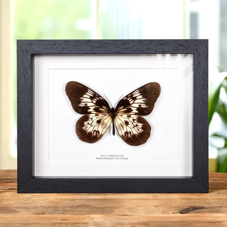 Bedford-Russell's Tree-Nympyh Butterfly In Box Frame (Idea tambusisiana)
