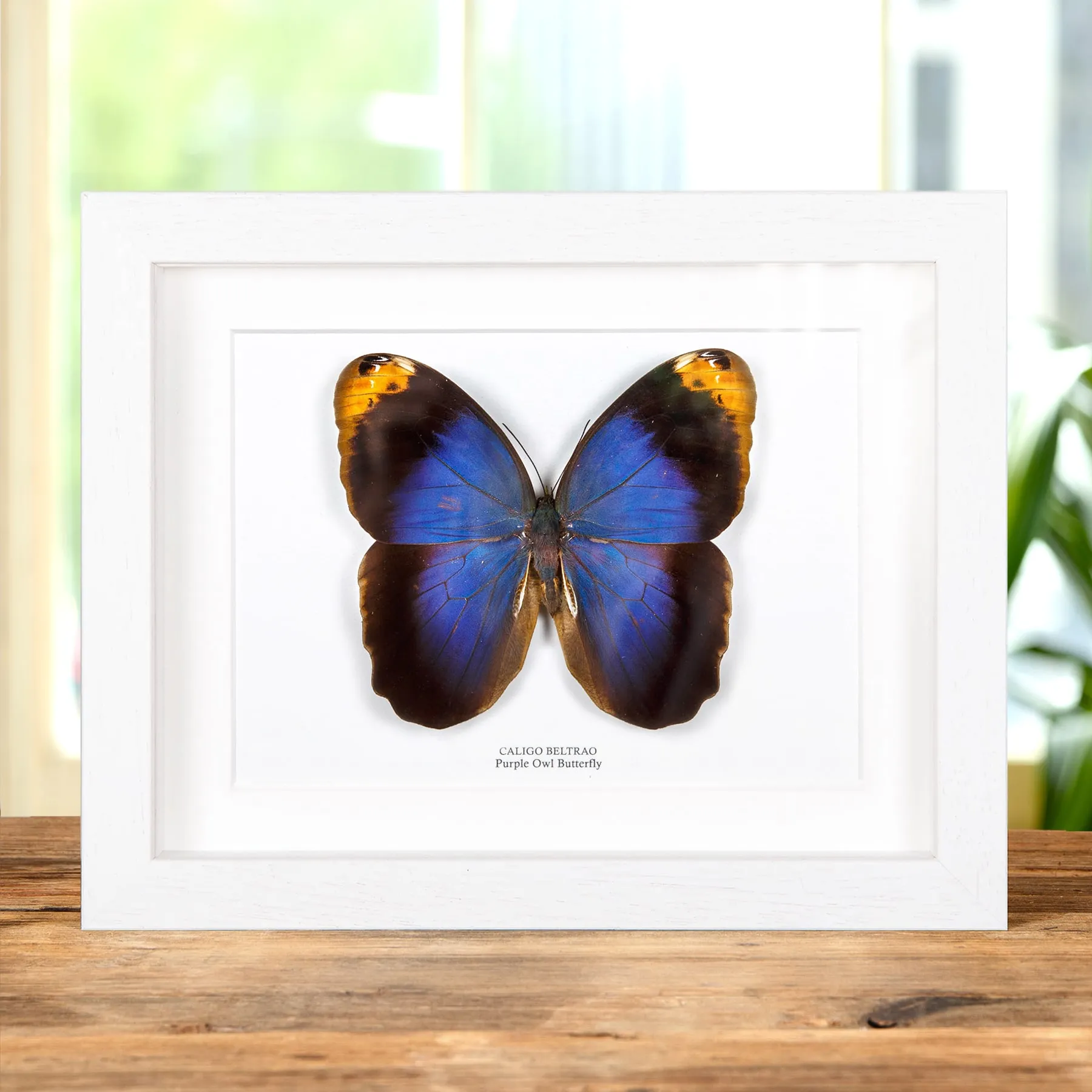 Minibeast Purple Owl Butterfly In Box Frame (Caligo beltrao)