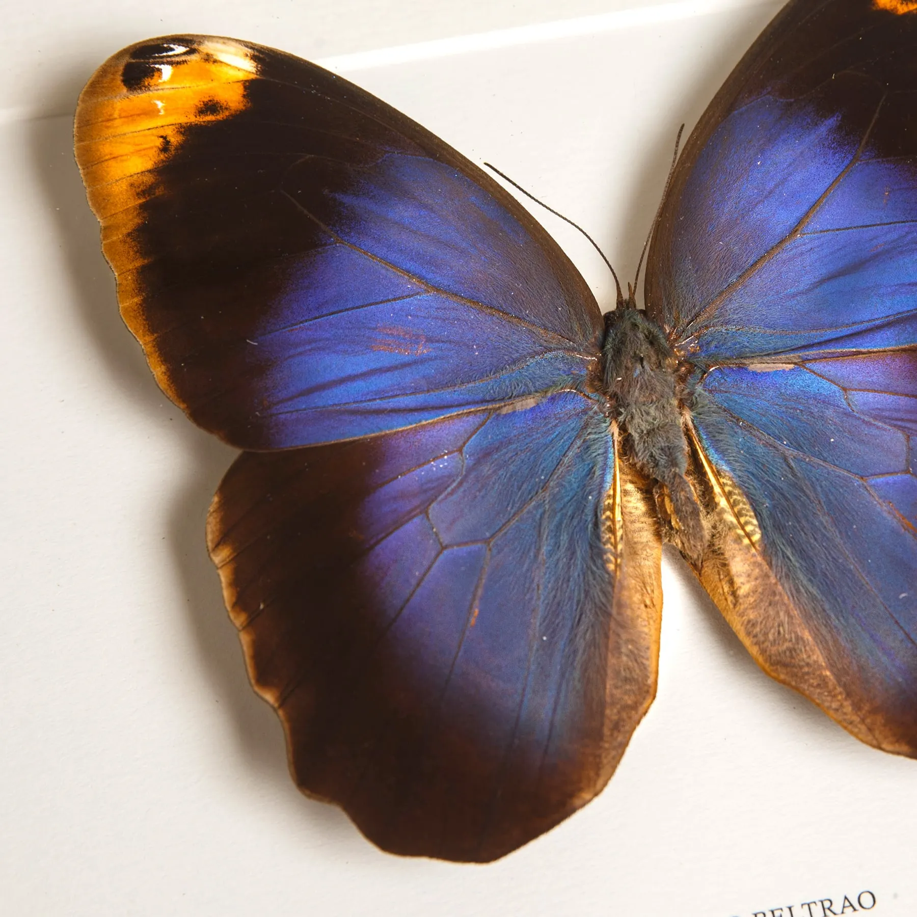 Minibeast Purple Owl Butterfly In Box Frame (Caligo beltrao)