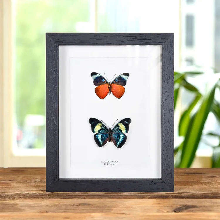 Red Flasher Butterfly Pair In Box Frame (Panacea prola)
