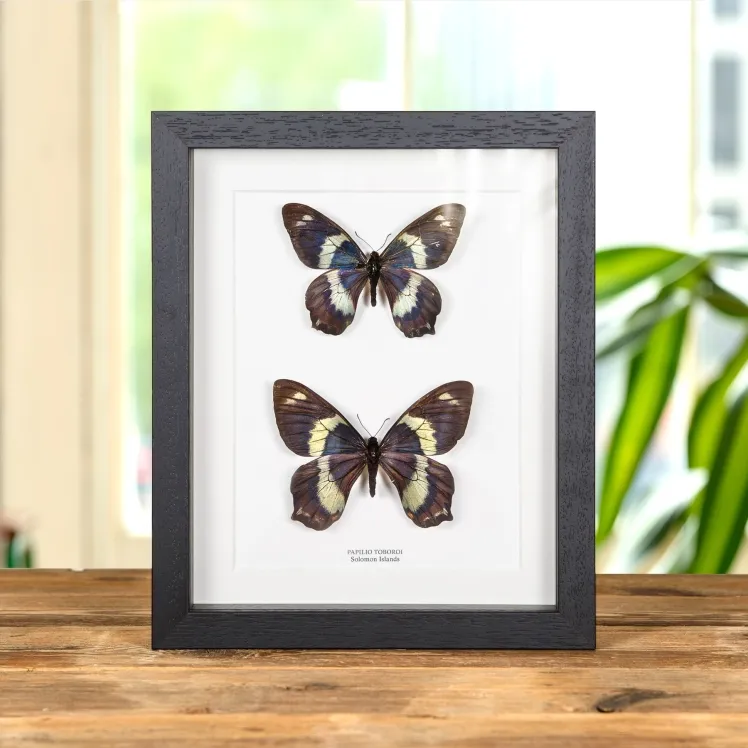 Rare Papilio toboroi Butterfly Male & Female Pair from Solomon Islands In Box Frame