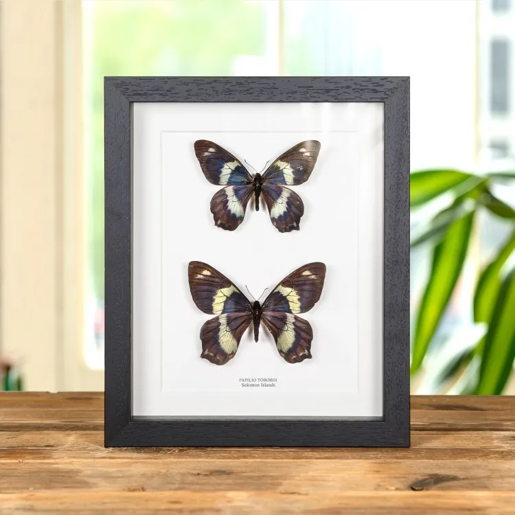 Papilio toboroi Butterfly Male & Female Pair from Solomon Islands In Box Frame