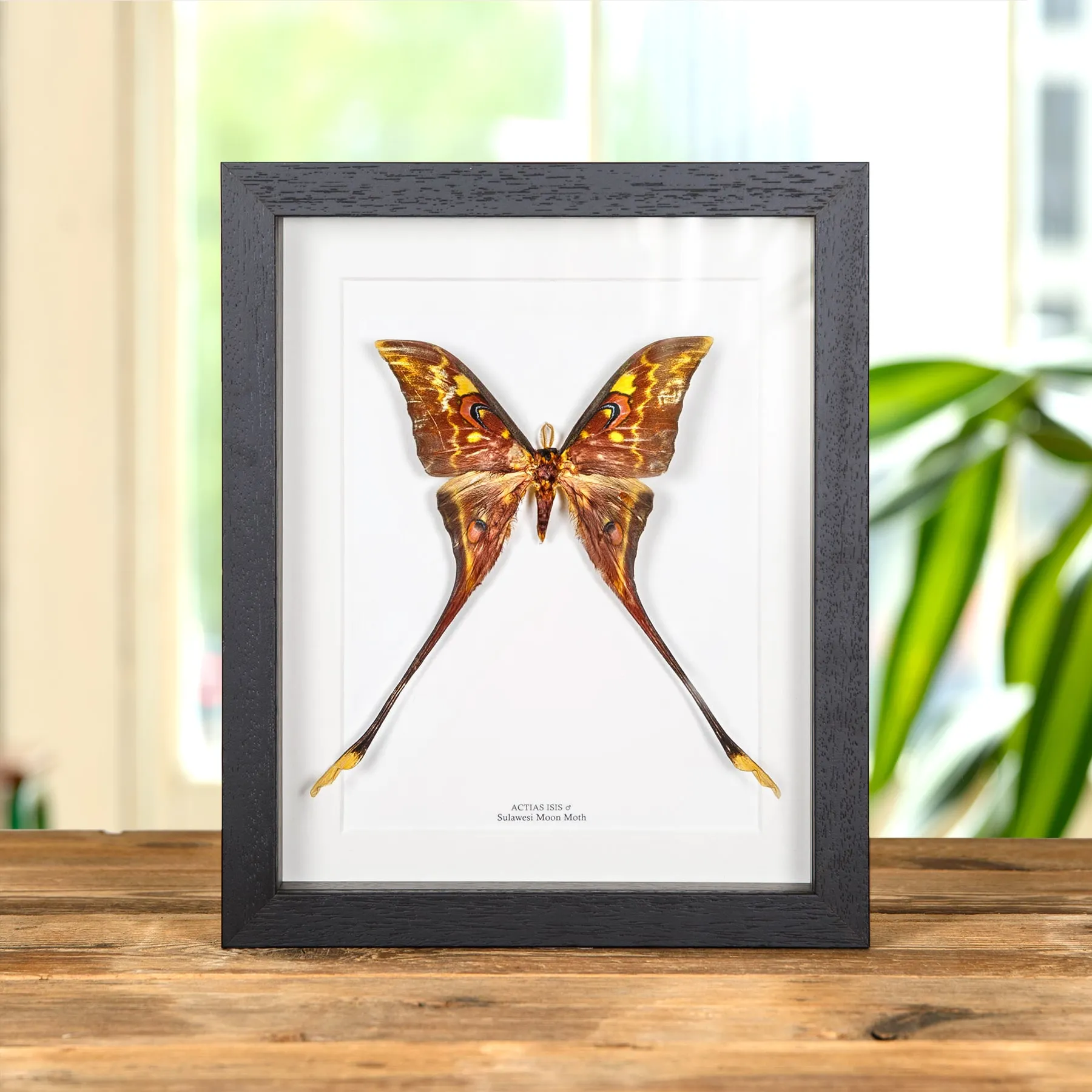 Female Sulawesi Moon Moth In Box Frame (Actias isis) Minibeast Female Sulawesi Moon Moth In Box Frame (Actias isis)