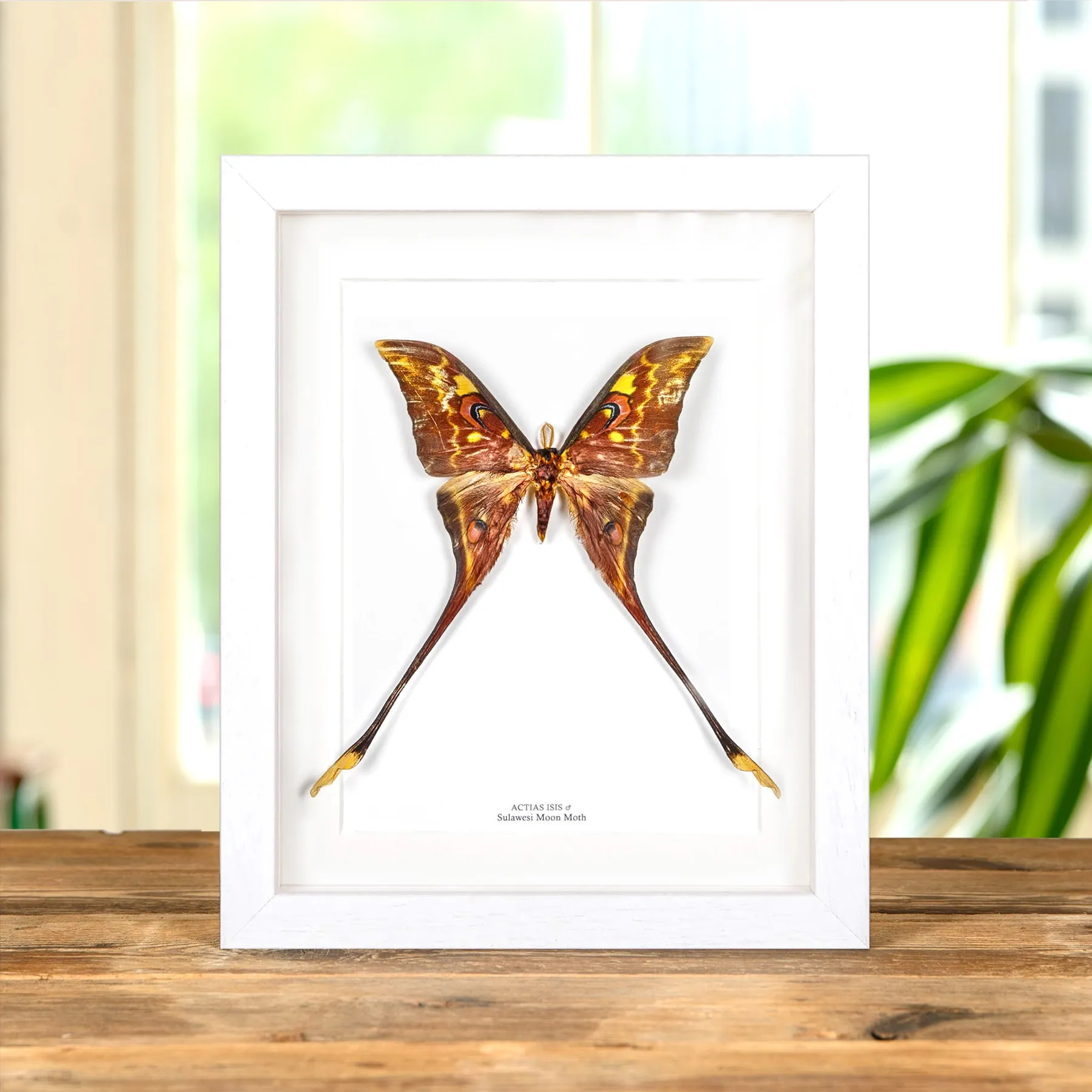 Female Sulawesi Moon Moth In Box Frame (Actias isis) Minibeast Female Sulawesi Moon Moth In Box Frame (Actias isis)
