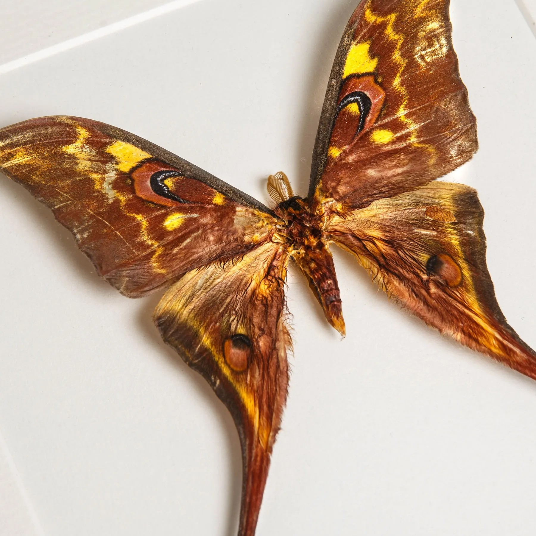 Female Sulawesi Moon Moth In Box Frame (Actias isis) Minibeast Female Sulawesi Moon Moth In Box Frame (Actias isis)