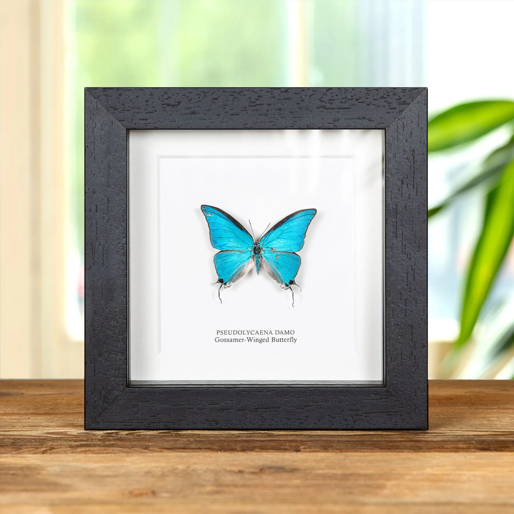 Minibeast Γossamer-Winged πεταλούδα σε Κορνίζα (Pseudolycaena damo)