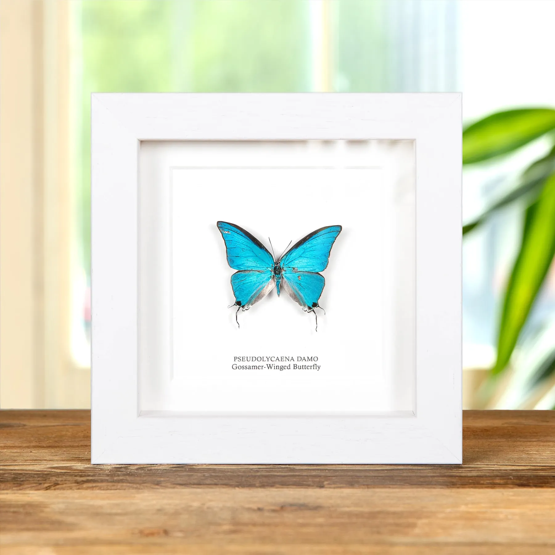 Minibeast Γossamer-Winged πεταλούδα σε Κορνίζα (Pseudolycaena damo)