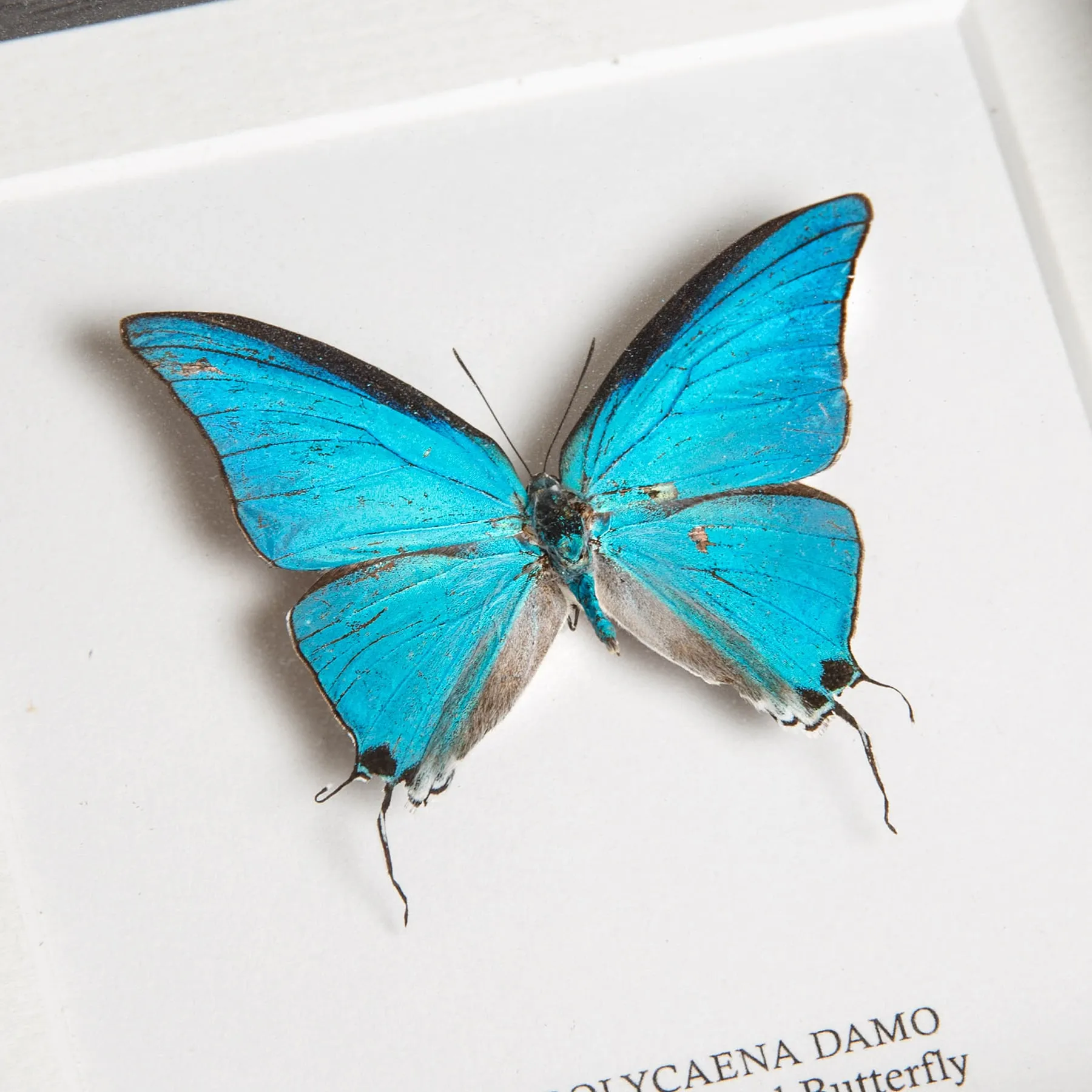 Minibeast Γossamer-Winged πεταλούδα σε Κορνίζα (Pseudolycaena damo)