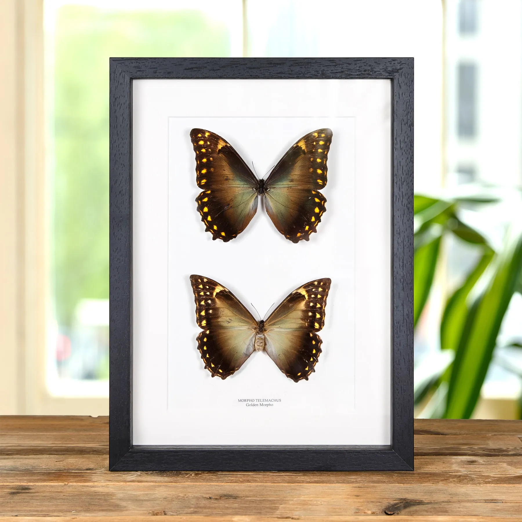 Minibeast Papillon Morpho Doré Mâle et Paire Femelle dans un Cadre (Morpho telemachus)