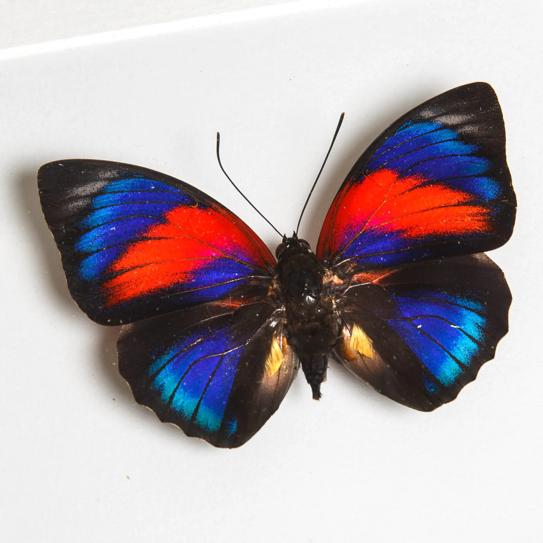 Agrias Hybrid Butterfly In Box Frame (Agrias beatifica x Agrias claudina) Minibeast Agrias Hybrid Butterfly In Box Frame (Agrias beatifica x Agrias claudina)