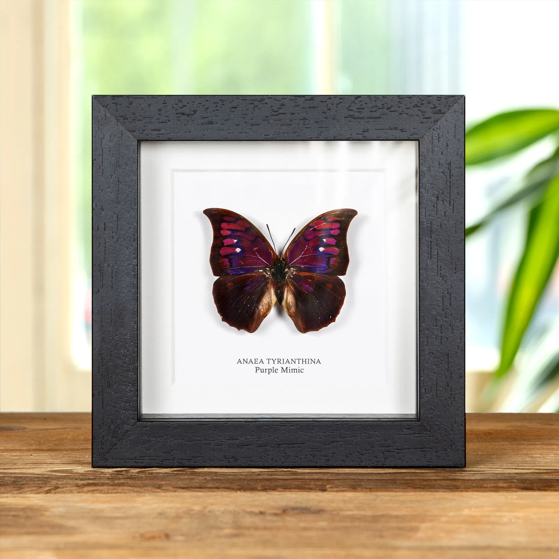 Minibeast Purple Mimic Butterfly In Box Frame (Anaea tyrianthina)