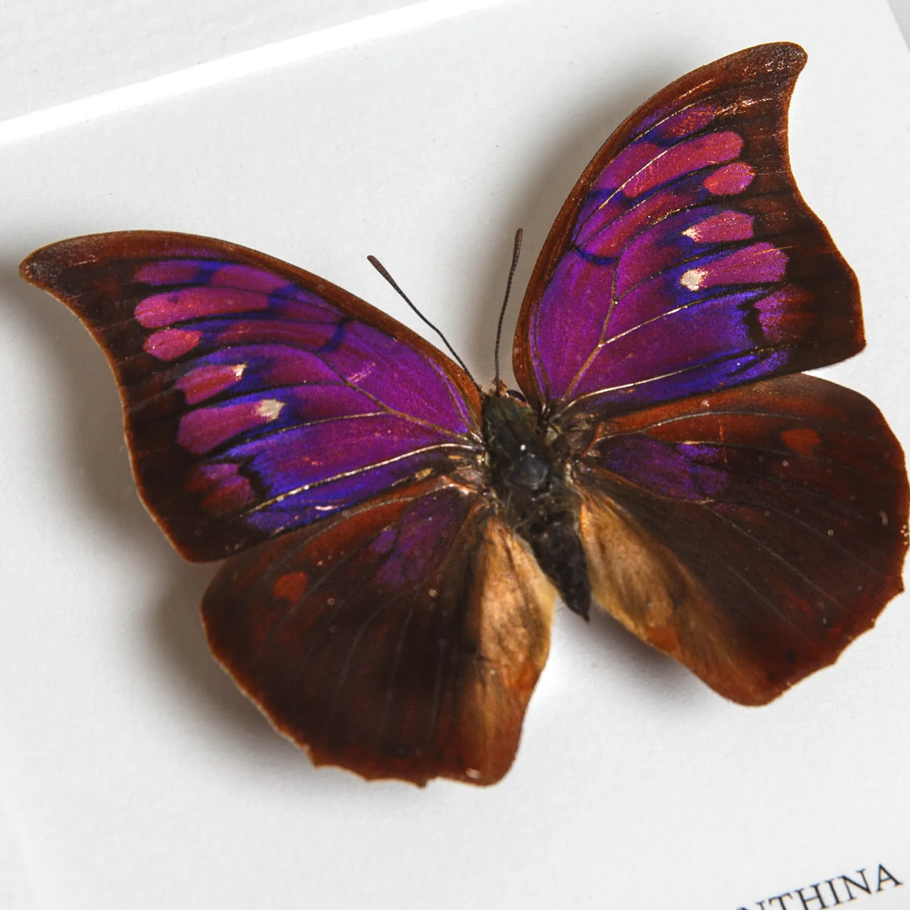 Minibeast Purple Mimic Butterfly In Box Frame (Anaea tyrianthina)