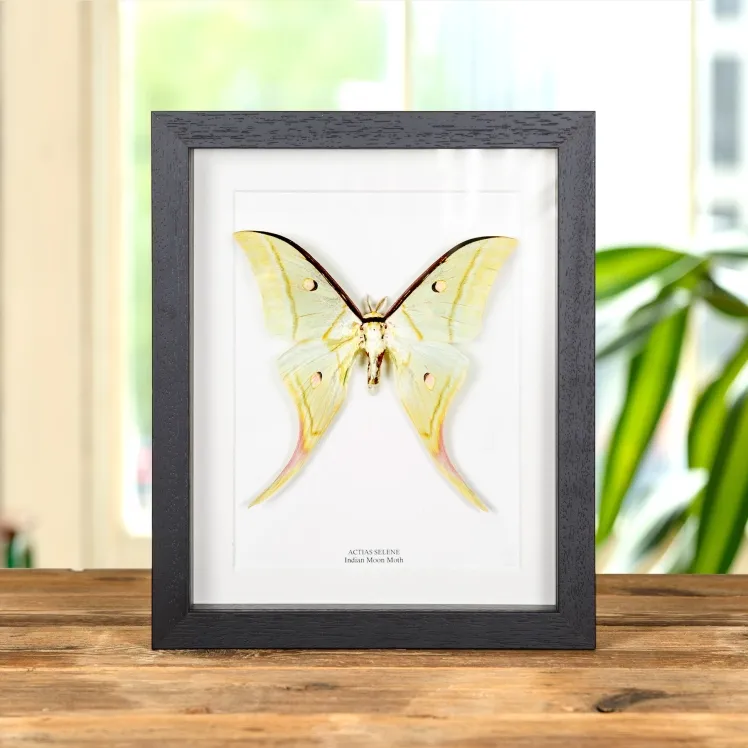 Indian Moon Moth In Box Frame (Actias selene)