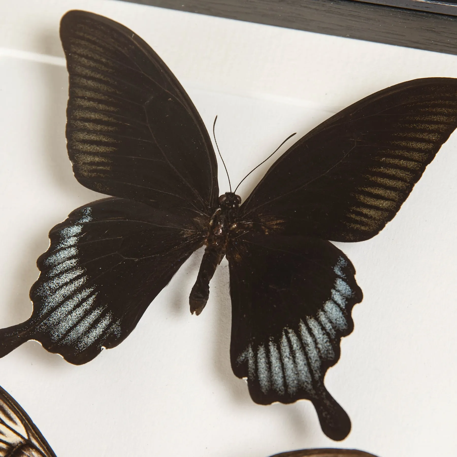 Minibeast Ascalaphus Swallowtail Butterfly Male & Female Pair In Box Frame (Papilio ascalaphus)