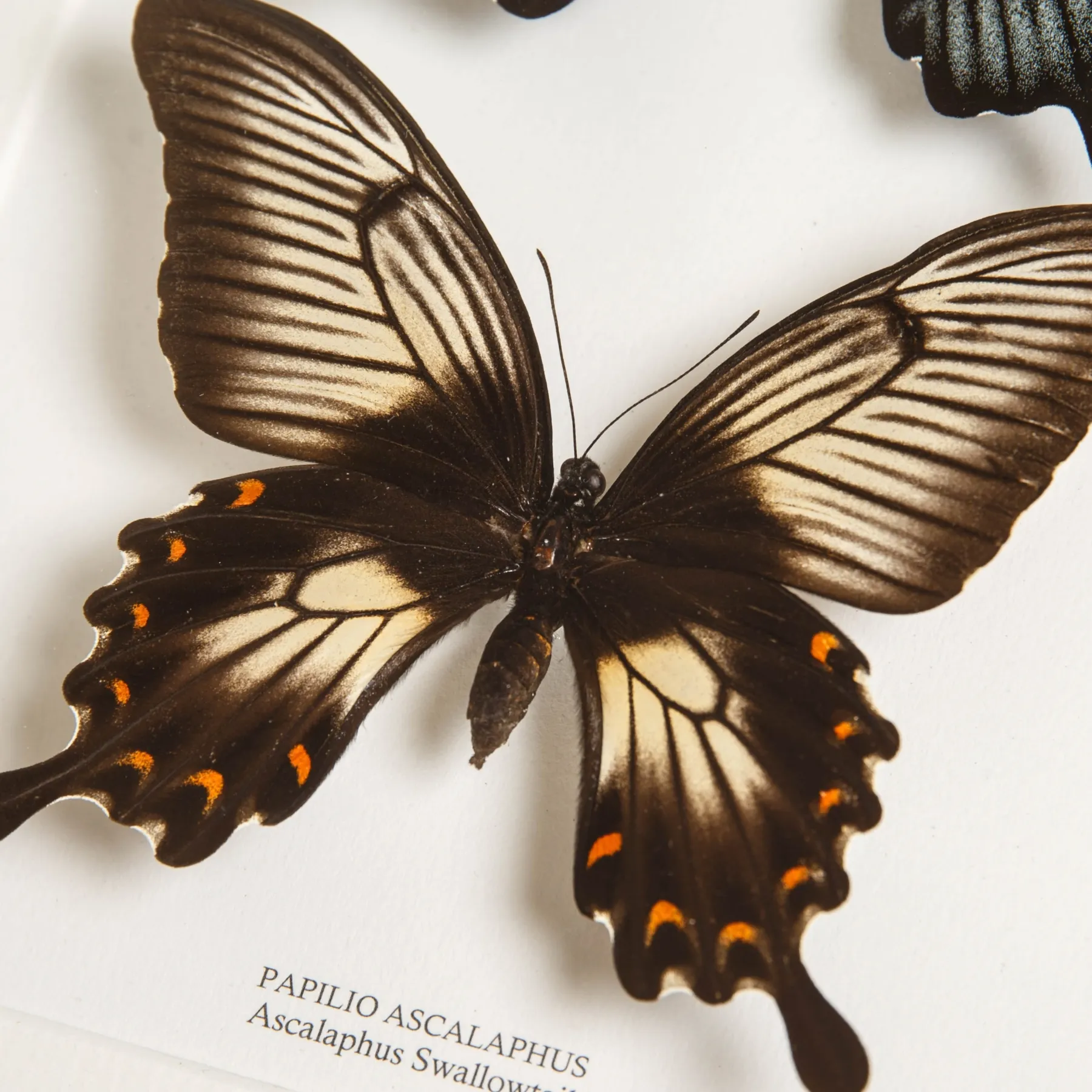 Minibeast Ascalaphus Swallowtail Butterfly Male & Female Pair In Box Frame (Papilio ascalaphus)