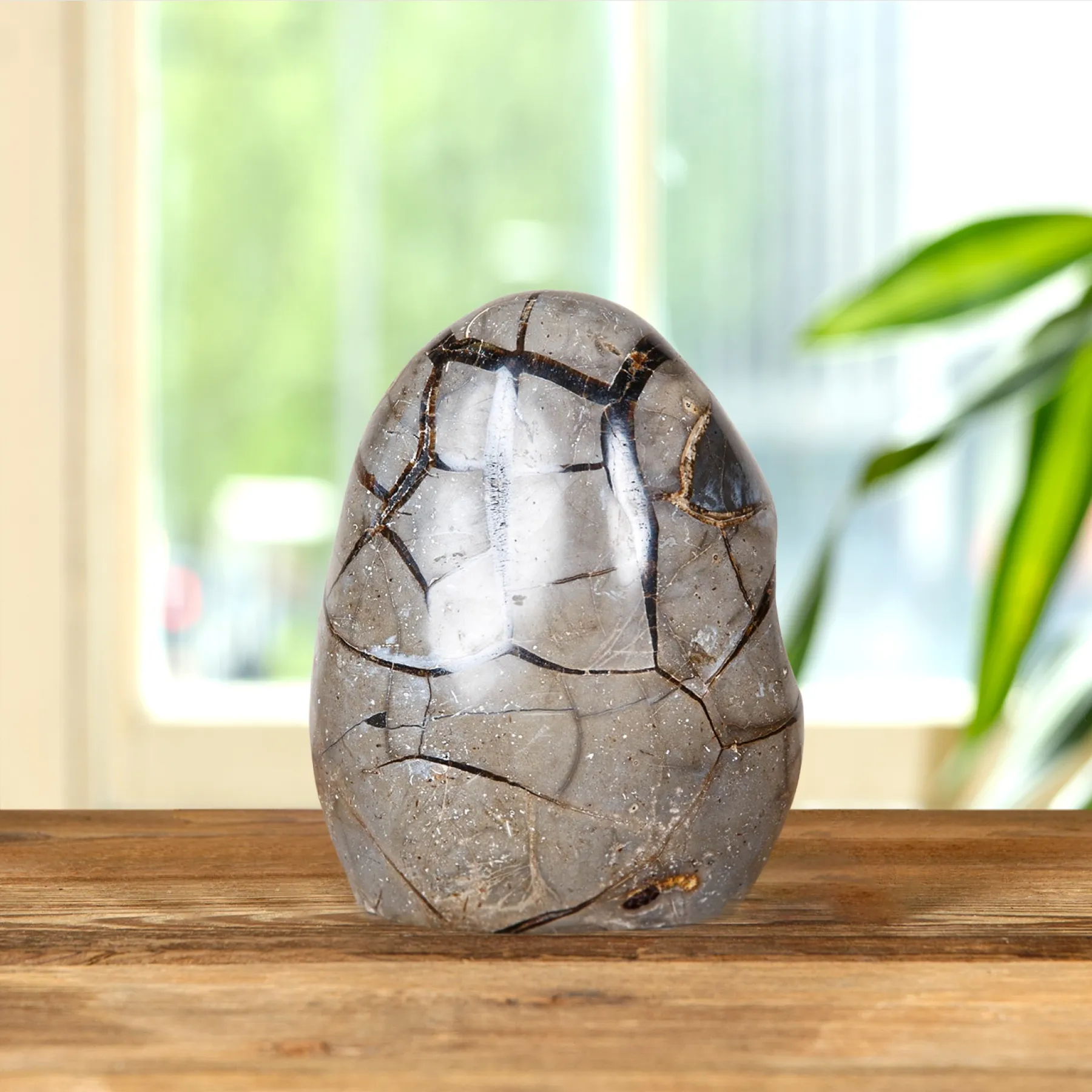 5 inch Polished Dragon Septerye Sauvage Egg Minibeast 5 inch Polished Dragon Septerye Sauvage Egg